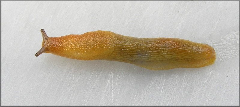 Dusky Arion (Arion subfuscus)http://www.jaxshells.org