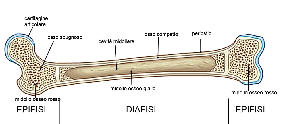 PH: scuolanatomia.altervista.org