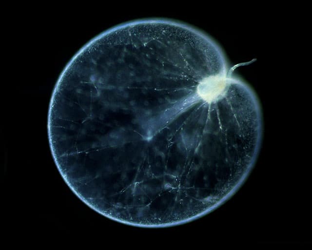 Noctiluca scintillans, credits: 2.bp.blogspot.com