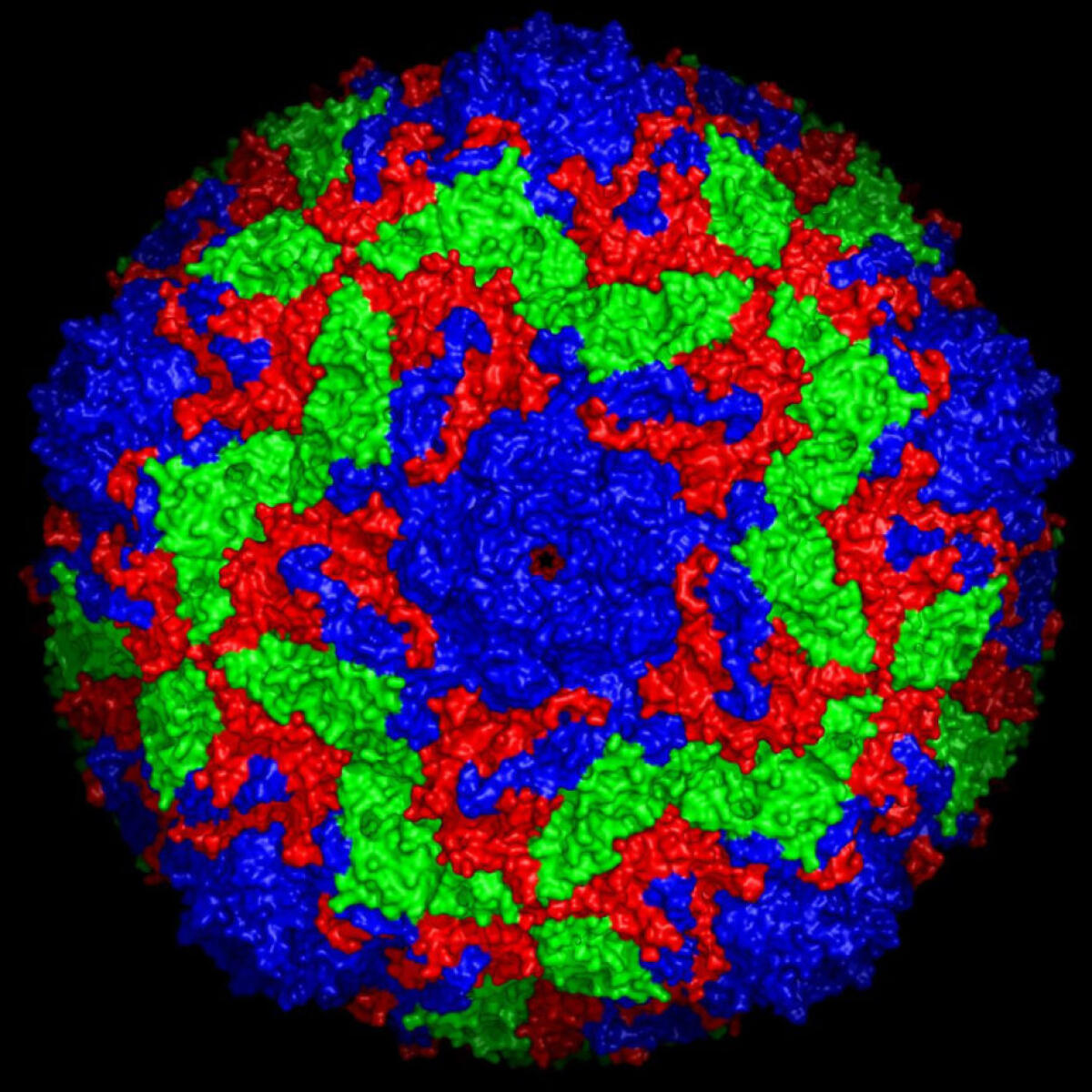 Laser a raggi X: ecco come appare la radiografia di un virus! - Struttura superficiale dell'Enterovirus bovino 2, le tre proteine ​​del virus sono evidenziate da un diverso colore.
Credits: Jingshan Ren, University of Oxford