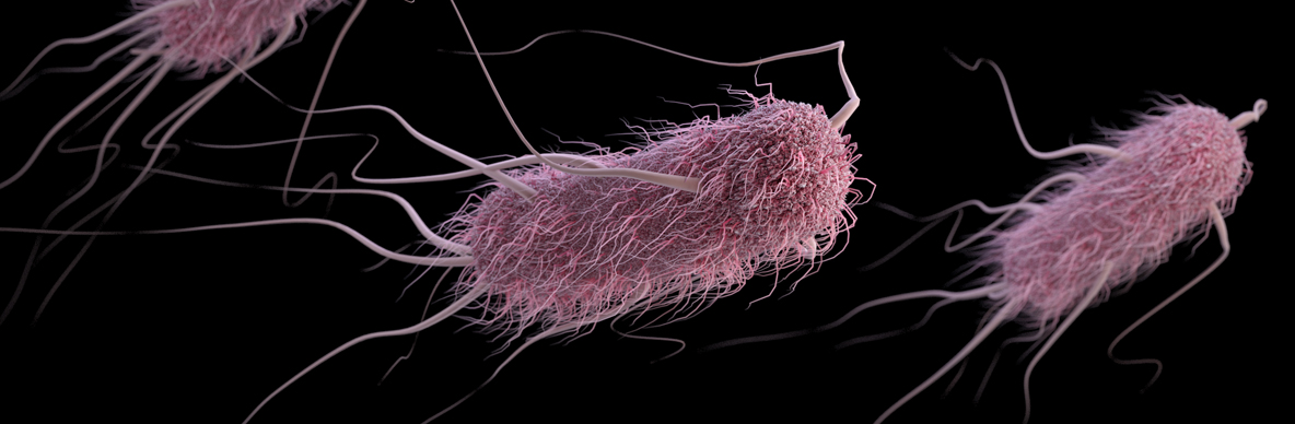 Escherichia coli,motore,batteri,Giappone,La Sapienza, dall’Istituto Nazionale per la Fisica della Materia del Consiglio Nazionale delle Ricerche (INFM-CNR),rotelline, proterodopsina,nanodispositivi,impianti micomedicali,soluzione,alimentazione solare,pomp