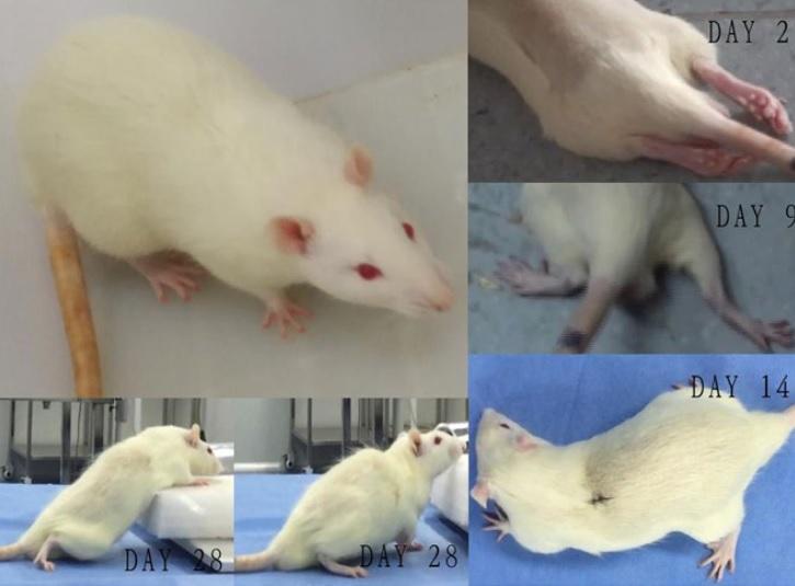 Risultati del trapianto di testa sui topi Credits: CNS Neuroscience & Therapeutics
