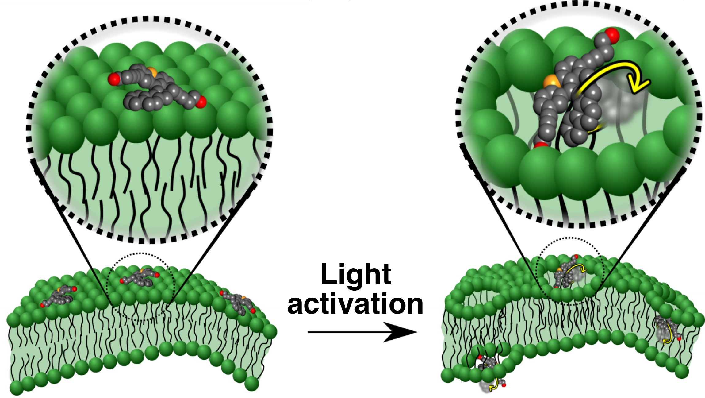 Funzionamento: una volta raggiunta le cellula target (a sinistra) la molecola rimane inerte fino a che, attivata dalla luce ultravioletta, inizia a ruotare perforando il doppio strato fosfolipidico della membrana cellulare. Credit: Tour Group/Rice Univers