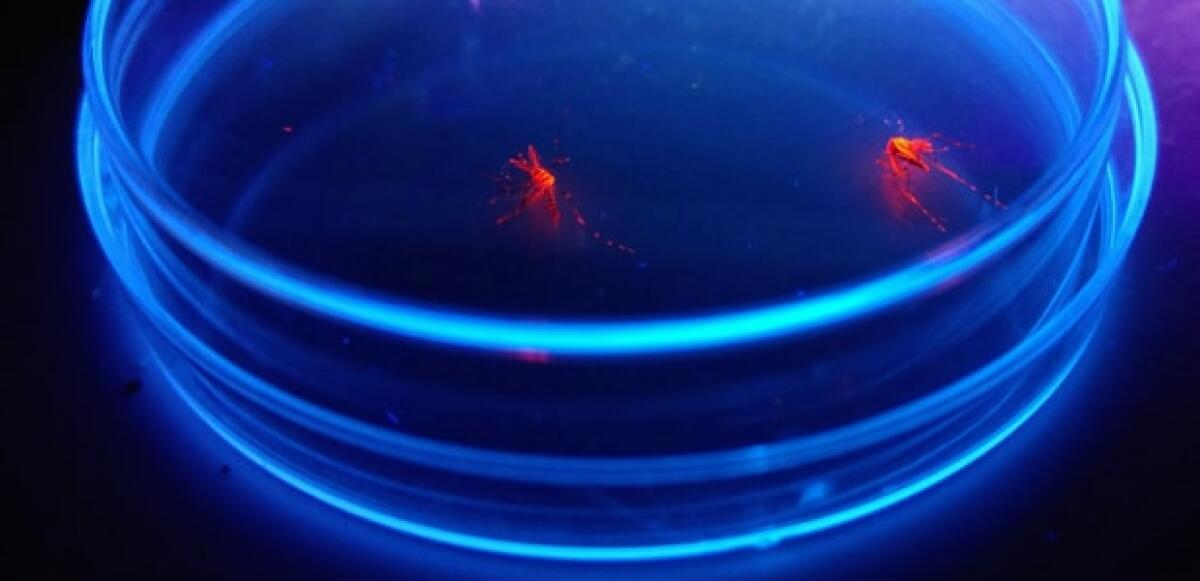 Zanzara tigre, esemplari "fluorescenti" per sopprimere la specie - Zanzare fluorescenti alla Federico II, credits: unina.it