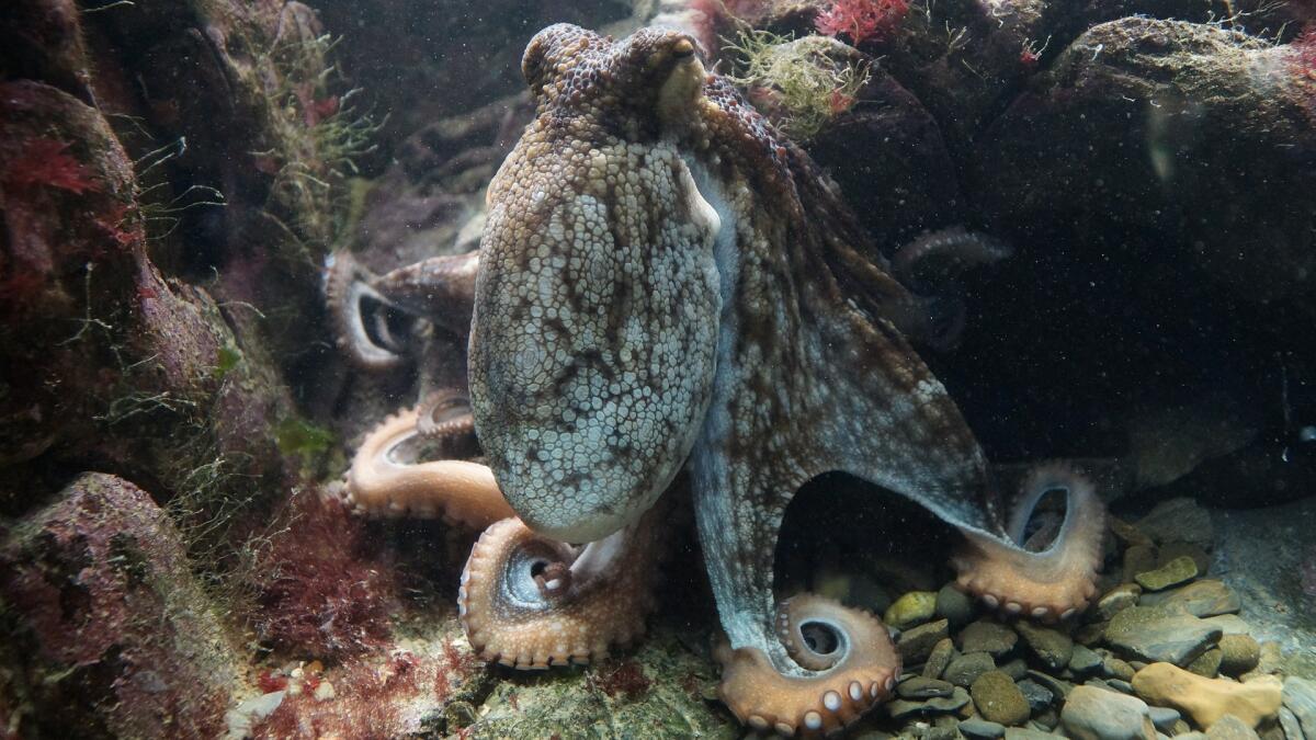Una pelle artificiale per i soft robot ispirata a quella dei polpi - Una pelle artificiale per i soft robot ispirata a quella dei polpi