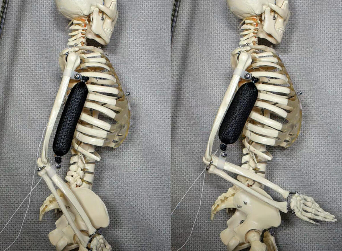 Soft materials: nuovi muscoli artificiali per i robot di domani - Muscoli artificiali
https://www.objectsmag.it