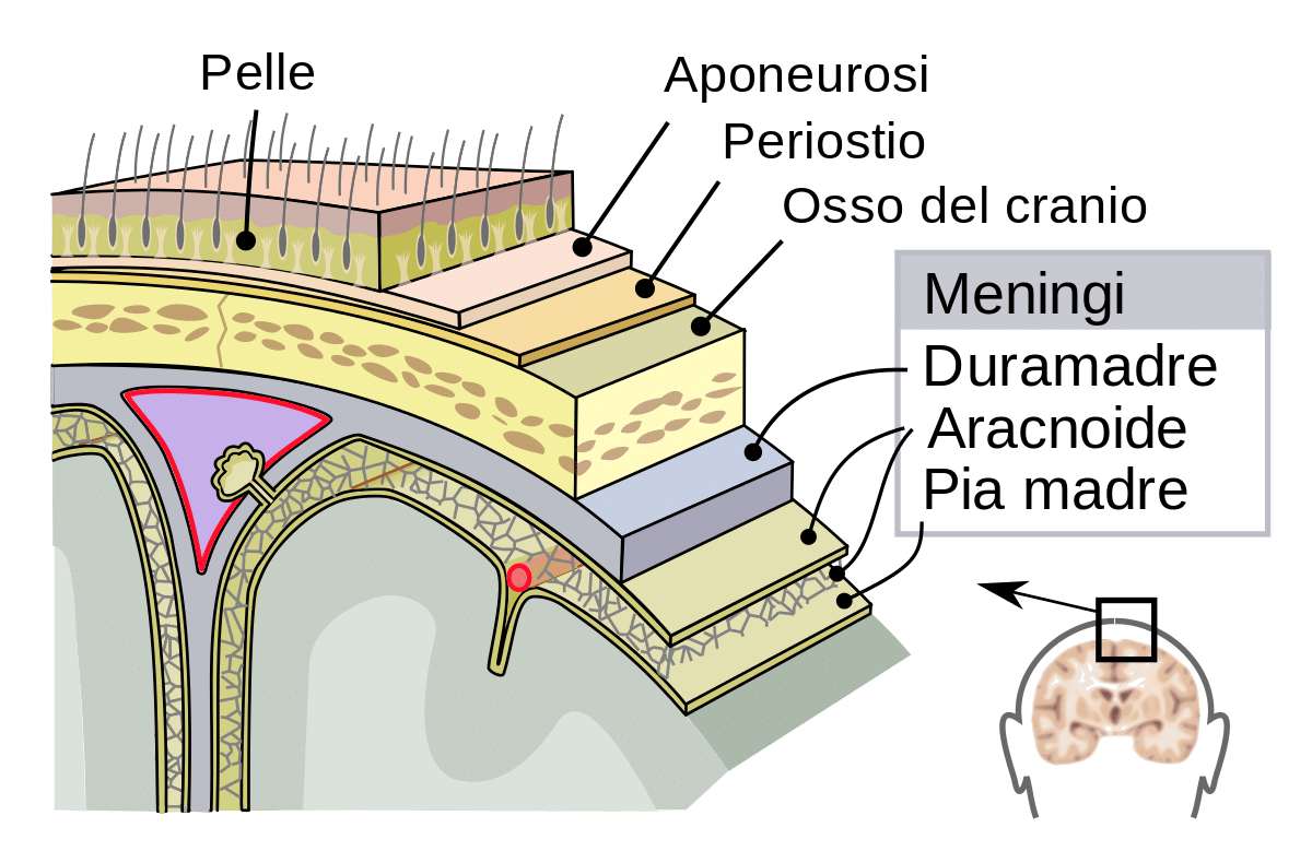 Pachimeninge, credits: wikipedia.org/Jmarchn