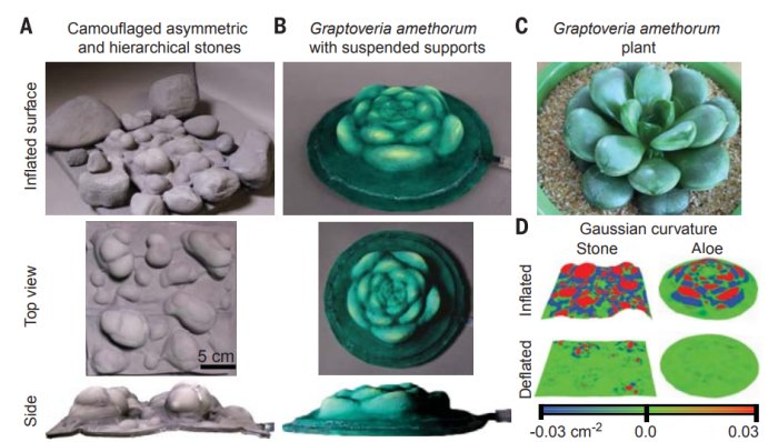 Due implementazioni del materiale. A sinistra possiamo vedere come si mimetizzi facilmente con altri ciottoli grigi. A destra, invece, prende la forma della pianta Graptoveria amethorum. Credit: Shepherd et al., Science