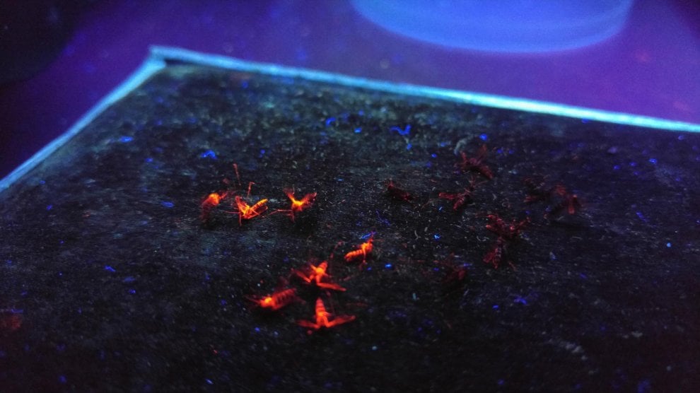 Zanzare fluorescenti alla Federico II, credits: Marco Salvemini/unina.it