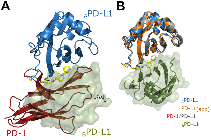 Ph: researchgate.net