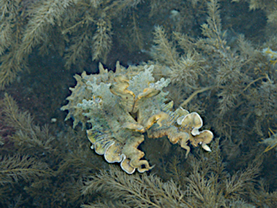 Mimetizzazione di una seppia gigante australiana (Sepia apama) Credit: Roger Hanlon