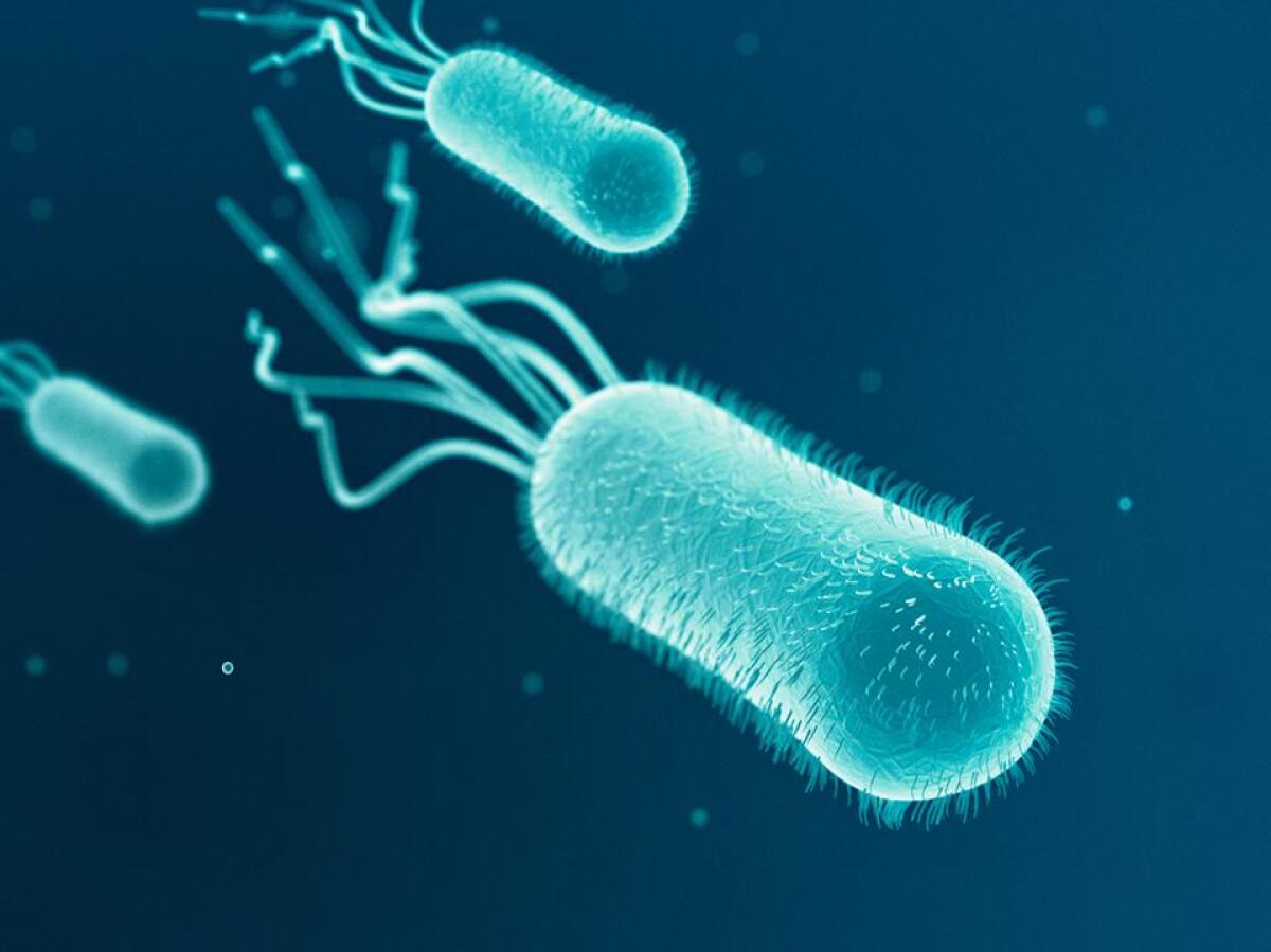 Il registratore più piccolo al mondo? Un batterio - Ph: farmacoecura.it
