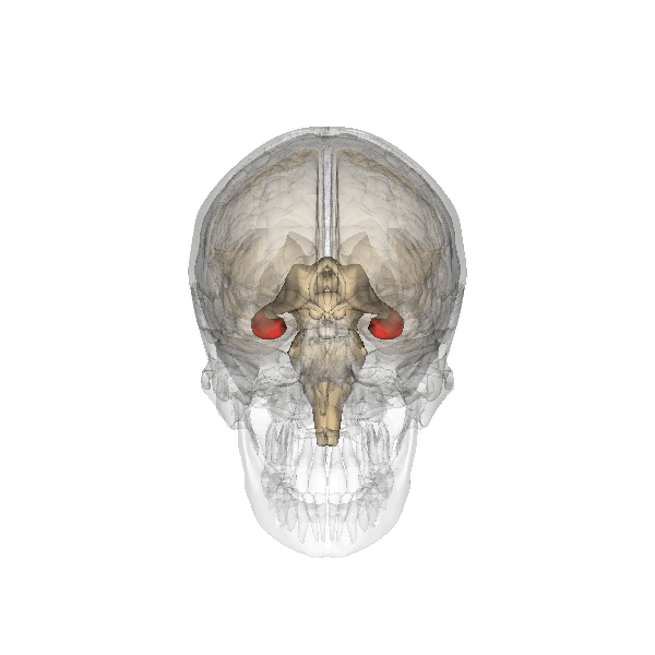 Localizzazione anatomica dell'ippocampo (in rosso)Credits: Life Science Databases