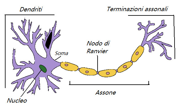 PH: wikipedia.it