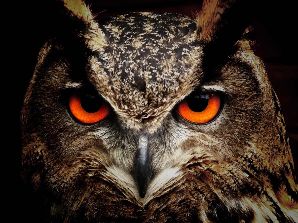 Animal spirit: credere in sè stessi - Credits to worldtruth.tv