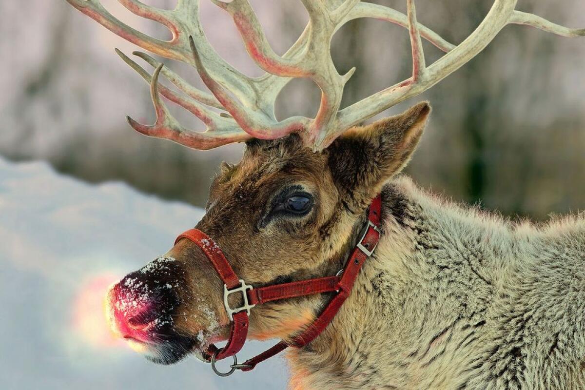 Microcircolazione: Rudolph ha davvero il naso rosso - PH: 10best.com