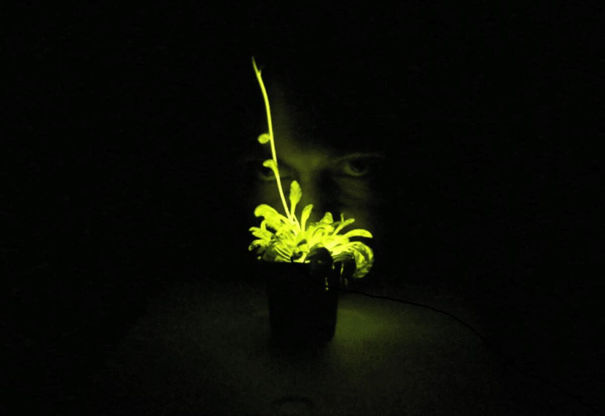 Le Piante che emanano luce in maniera autonoma - 