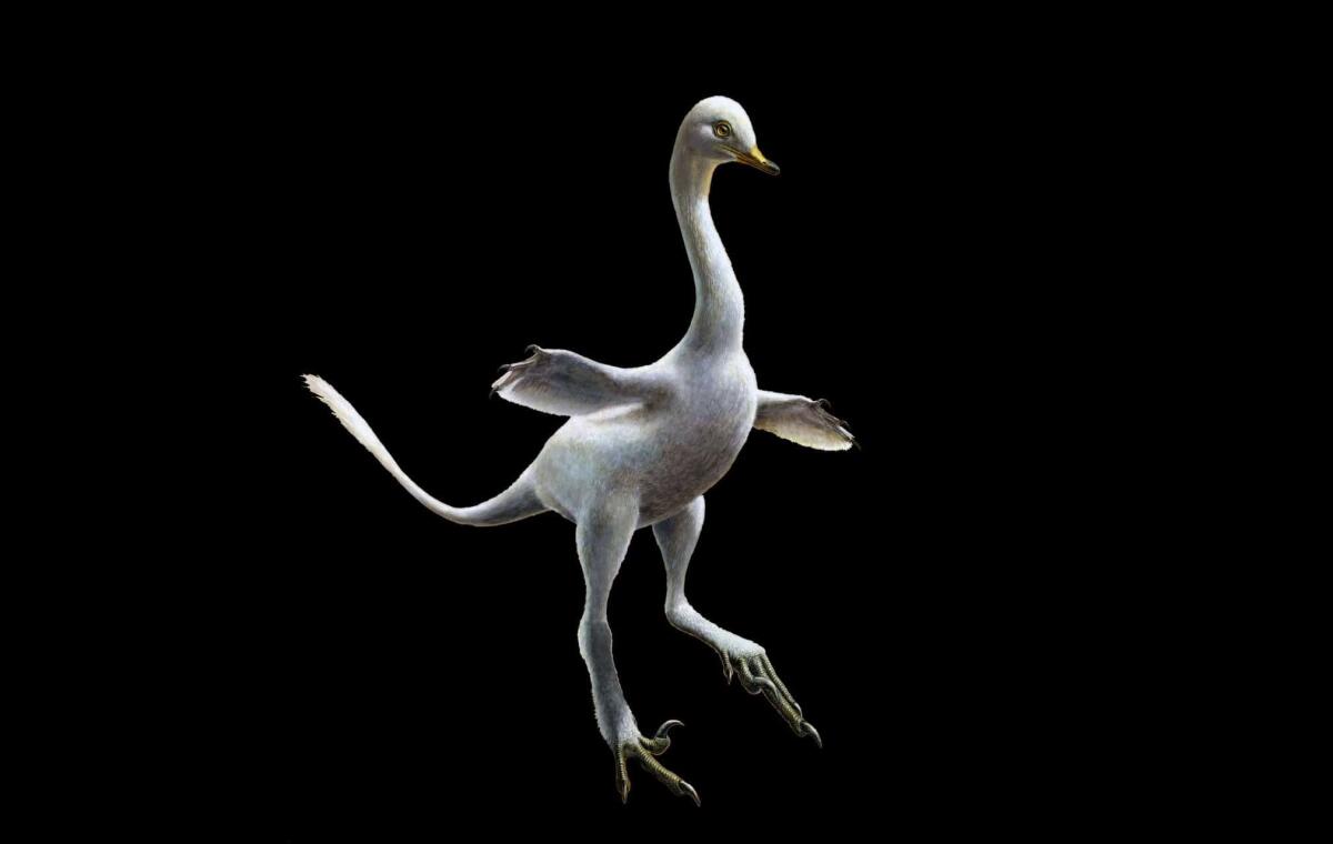 Acceleratore di particelle rivela i segreti di un dinosauro semi-acquatico - Ricostruzione di Halszkaraptor a cura di Lukas Panzarin