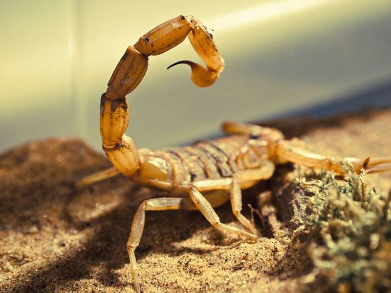 Scorpione giallo death stalker contro il cancro Ph: ecoo.it