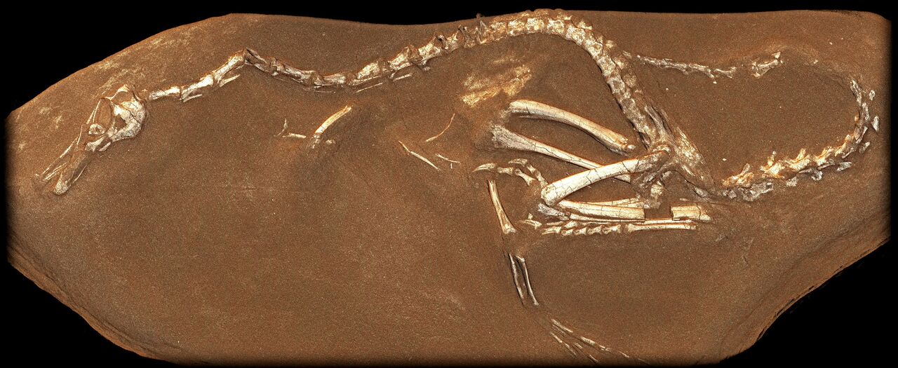 Il fossile di Halszkaraptor, credits: UNIBO