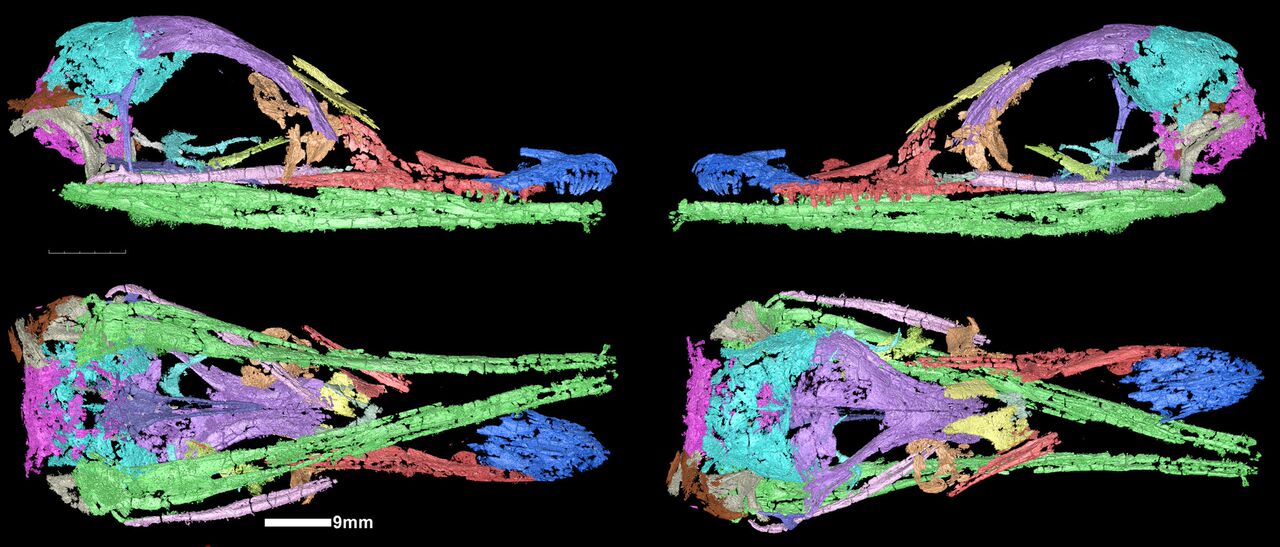 Scansioni 3D del cranio di Halszkaraptor, credits: ESRF