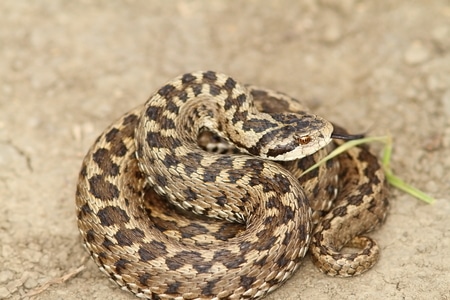 Vipera brasiliana contro l'ipertensione  Ph: animali-velenosi.it