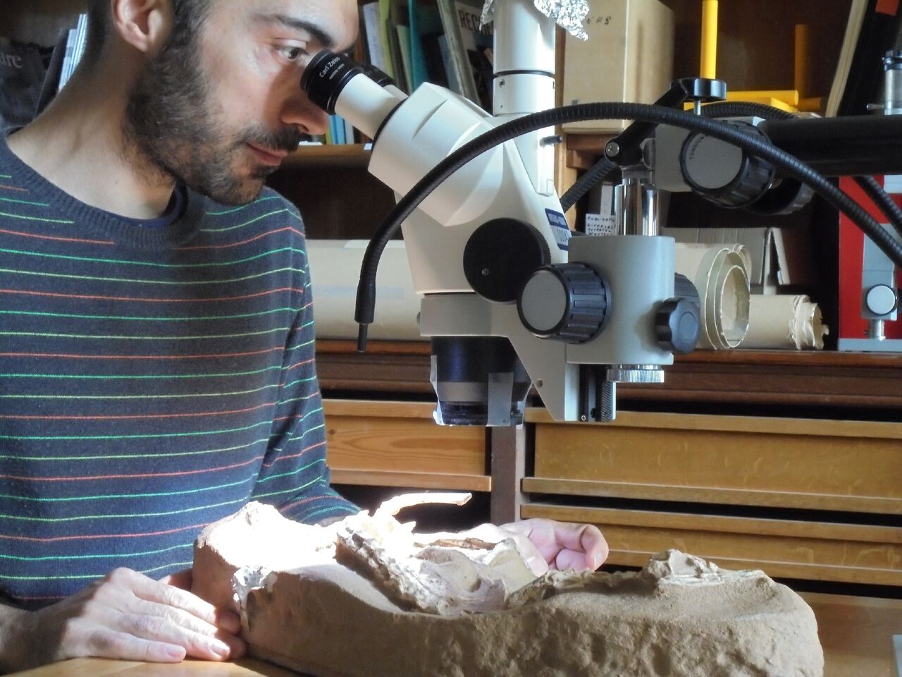 Andrea Cau analizza il fossile di Halszkaraptor, crediti Andrea Cau
