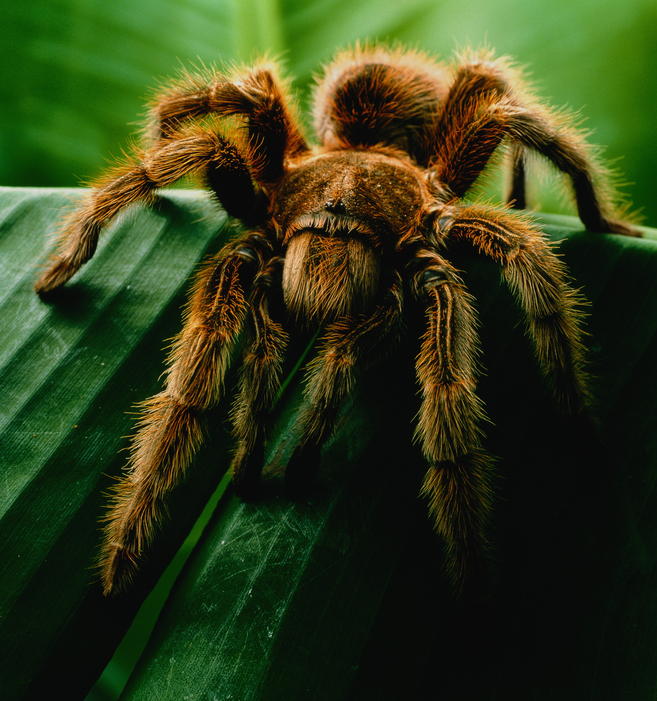 Ph: ok-biotech.com Tarantola di velluto verde peruviano