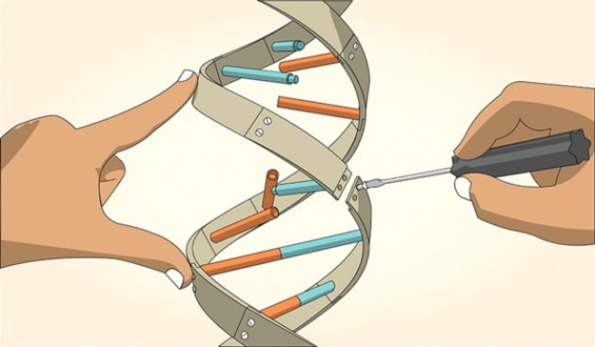 "evoCas9", l'innovativo metodo per modificare il DNA a scopo terapeutico - Editing DNA, crediti: Perception7 Ltd