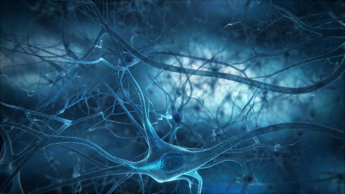 Alzheimer, ricerca rivela che la perdita di neuroni è limitata - Neuroni, crediti: brainsciencesjournal.org