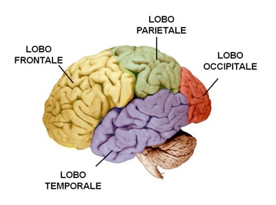 I quattro lobi del cervello. Durante lo studio i ricercatori hanno scoperto che i pazienti con stimolazione del lobo temporale hanno avuto maggiori prestazioni di memoria Ph: http://fisiologicamente.altervista.org