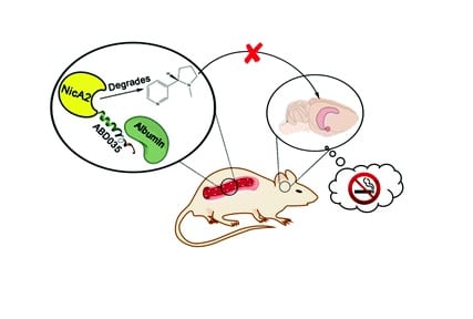 L'esame di NicA2 in vivo ha dimostrato un blocco completo dell'accesso alla nicotina al cervello, che a sua volta ha rimosso gli effetti psicoattivi della nicotina. Ph: http://pubs.rsc.org