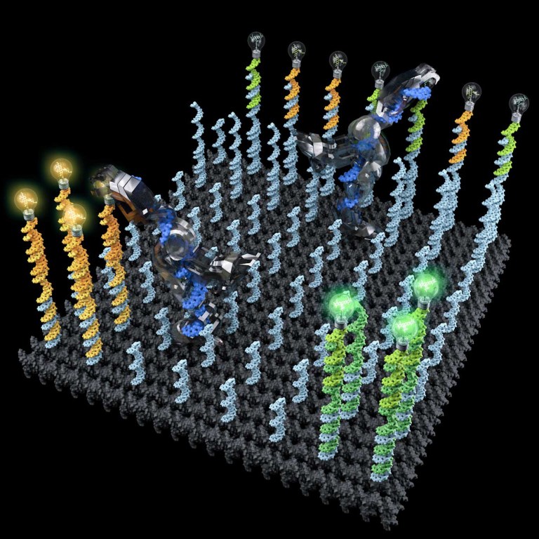 Il robot fatto di DNA è capace di riordinare le molecole in maniera programmataCredit: Demin Liu