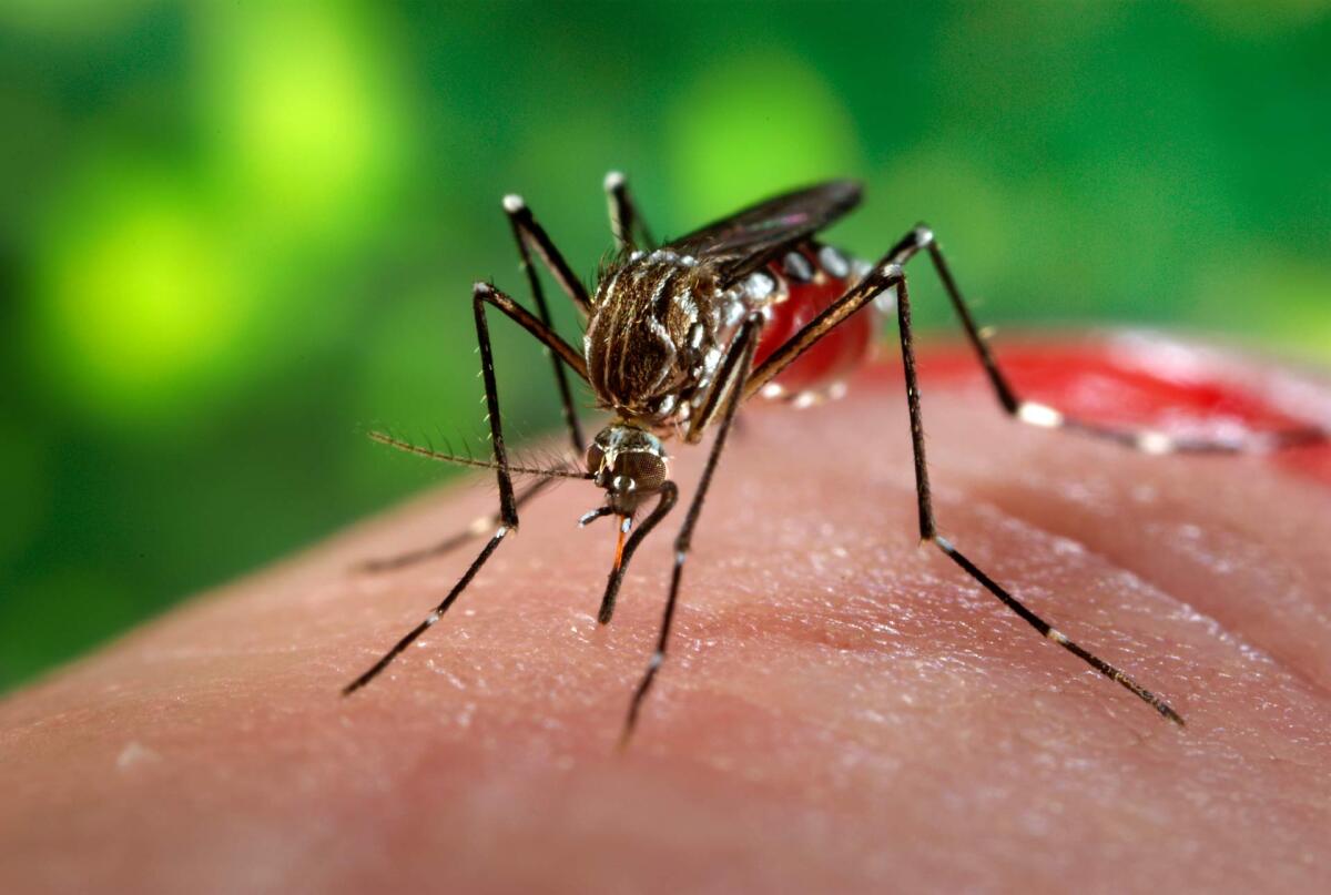 "Aedes Aegypti" rischio introduzione in Europa: porta Zika e febbre gialla - Aedes Aegypti, crediti: cdn.sci-news.com