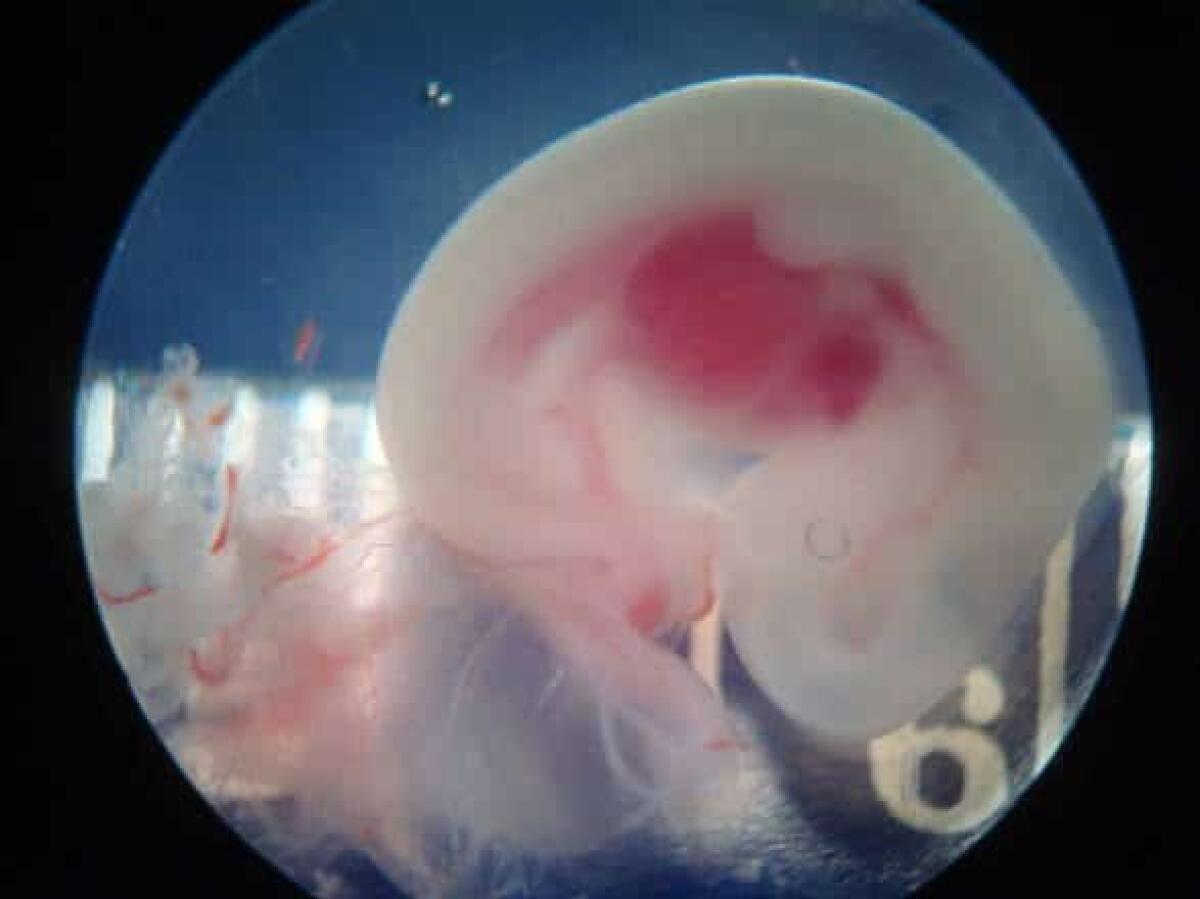 Xenotrapianti, nuove speranze con l'embrione ibrido uomo-pecora - scienzedonbosco.wordpress.com