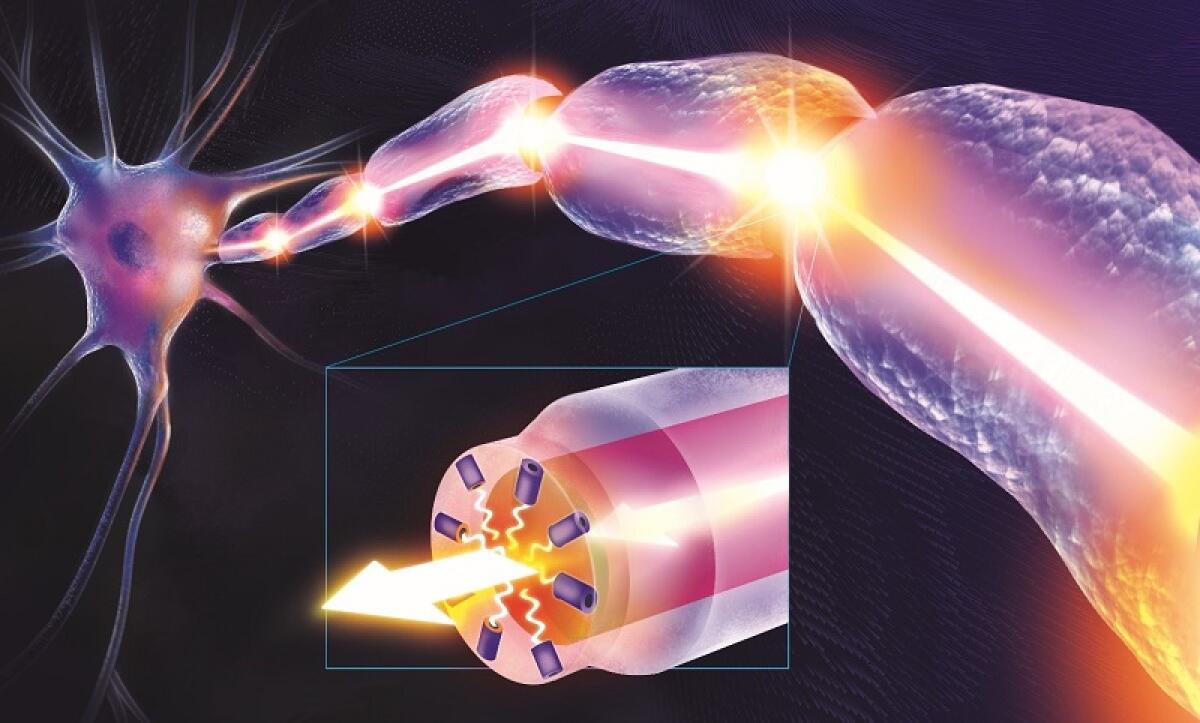 Cervello "a fibre ottiche": una ricerca tutta italiana - Cervello "a fibre ottiche": una ricerca tutta italiana
Foto: dott. Luca Massaccesi