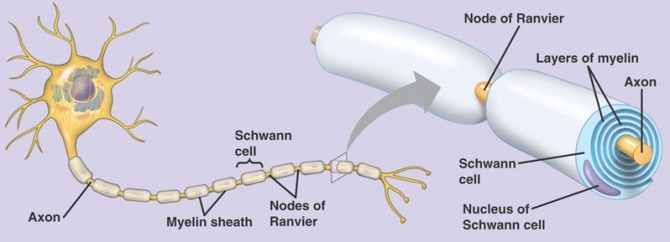 Struttura del neurone www.quora.com