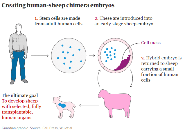 Human-sheep embryo, crediti: theguardian.com