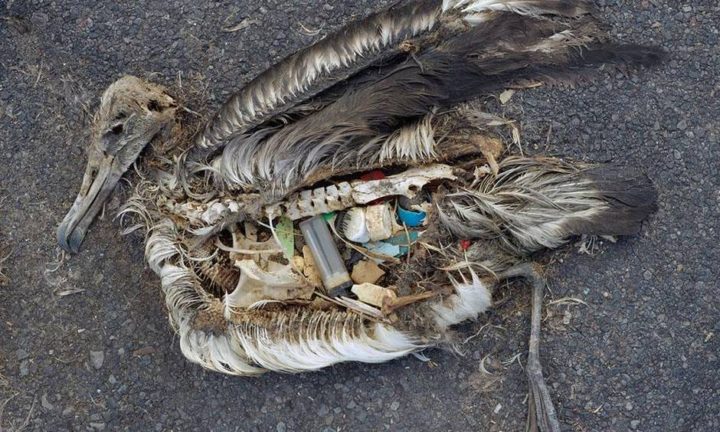 L'interno di una carcassa di albatros sull'isola di Midden Atoll. PH: alessandrosicurocomunication.com