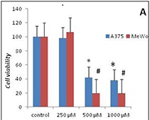 Dopo aver trattato le cellule con Acido Ascorbico a concentrazioni di 500 e 1000 μM, è stata osservata una riduzione significativa (a destra) della vitalità cellulare per entrambe le cellule (A375 e MeWo)