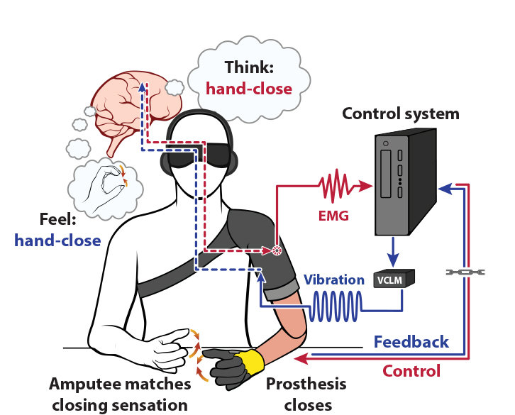 Interfaccia neurale-macchina bidirezionale per ripristinare il senso di movimento Ph:http://stm.sciencemag.org/content/10/432/eaao6990.full