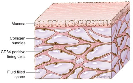 L'interstizio è una complessa rete di cavità piena di liquido Ph:www.nature.com