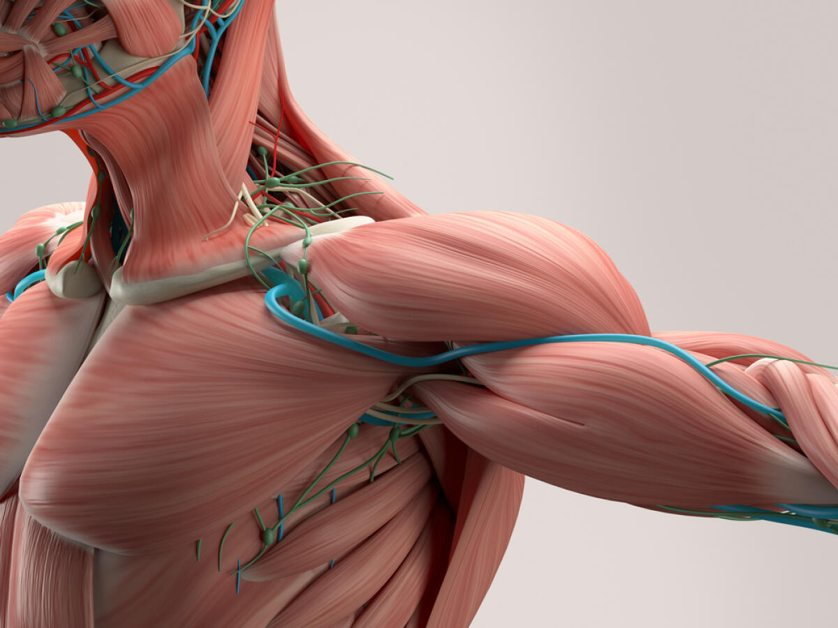 Nuovi super-muscoli artificiali in fibra di carbonio - Nuovi super-muscoli artificiali in fibra di carbonio
Credits: shutterstock