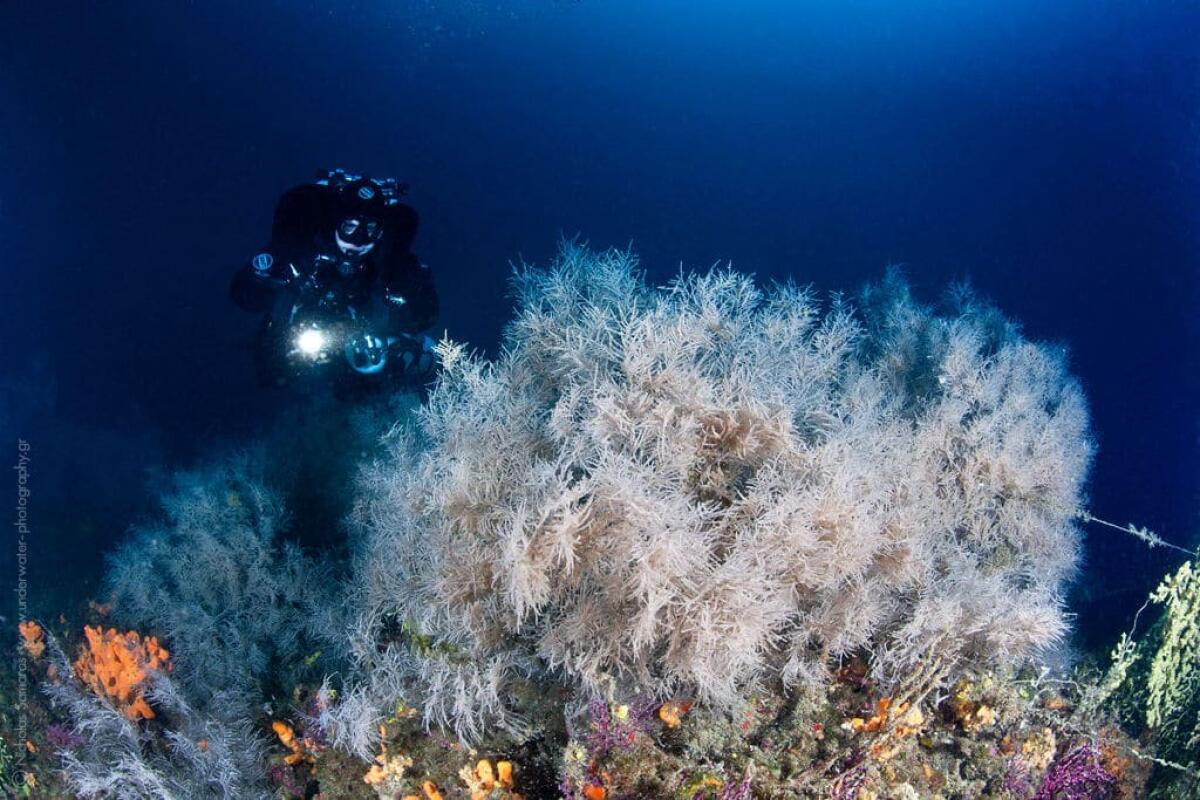 Ricercatore UNIBA alla scoperta della "foresta di corallo nero" alle Isole Tremiti - Immagine di repertorio del sub Nicholas Samaras Trikeri. Corallo nero, crediti: Nicholas Samaras Trikeri/blog.discovergreece.com