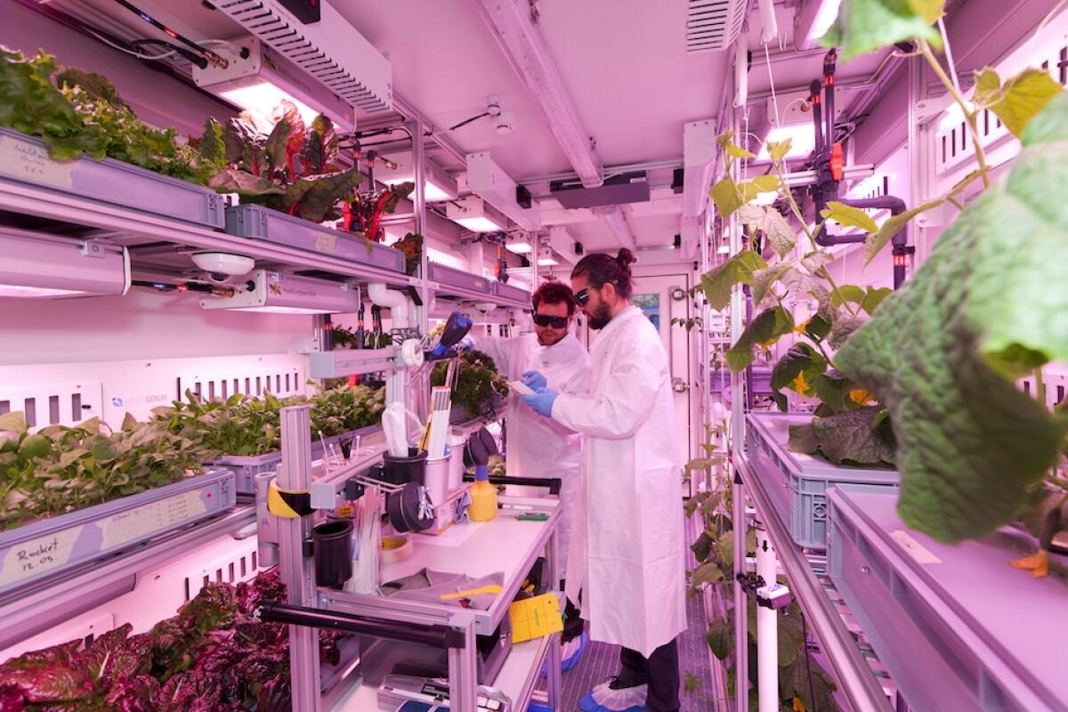 Come coltivare verdure in Antartide senza luce naturale e terra - 