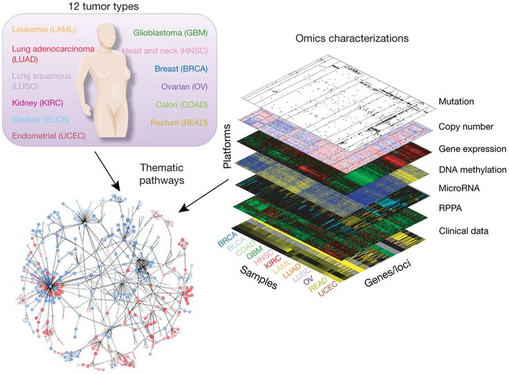 Ph: cancergenome.nih.gov