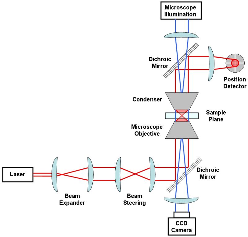 Diagramma di una pinzetta elettrica generica con le sole componenti di base Ph: wikipedia.org