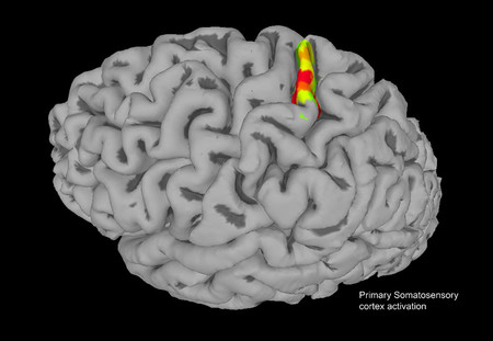 Grazie alla stimolazione intracorticale è possibile ripristinare la sensazione somatosensoriale in un paziente paralizzato. Ph: Caltech