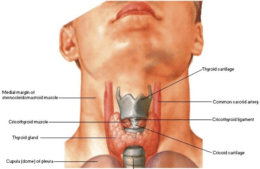 Ph: chirurgia-endocrina.it