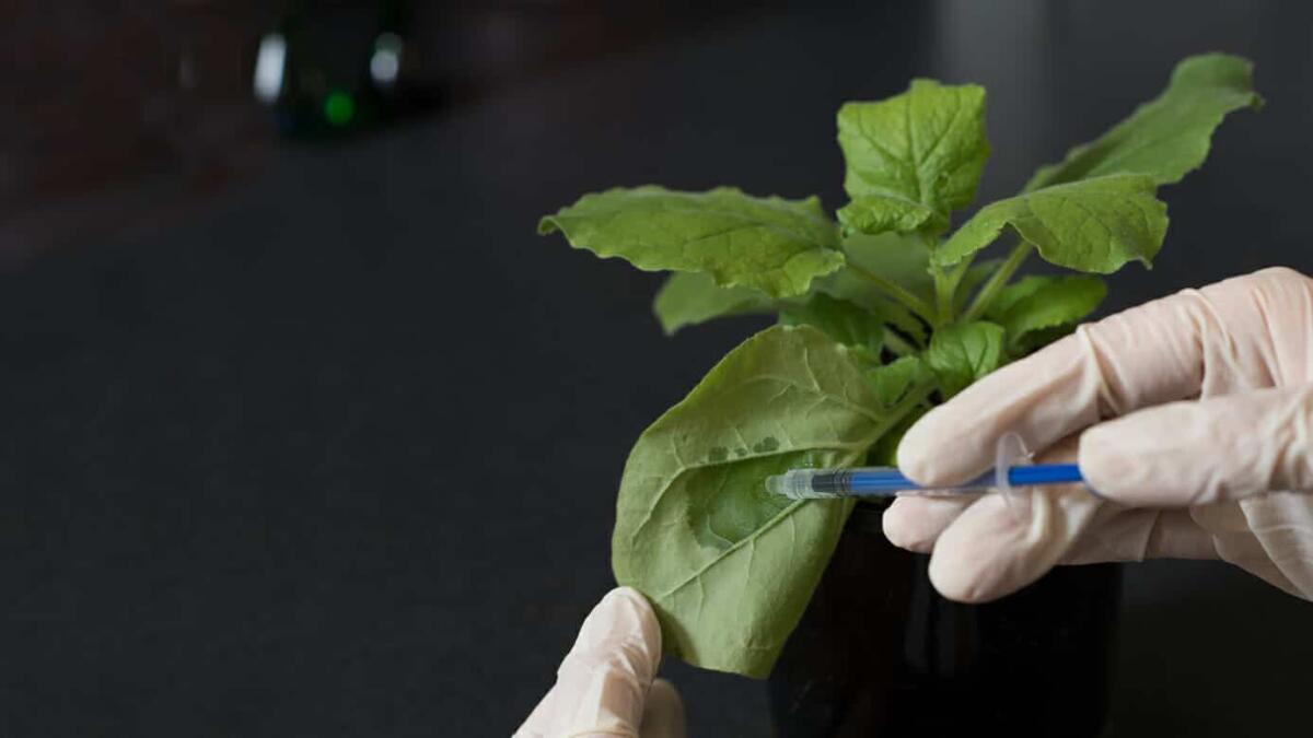 I nuovi impieghi del tabacco: dal fumo alla farmacologia - Ph: gizmodo.com.au
